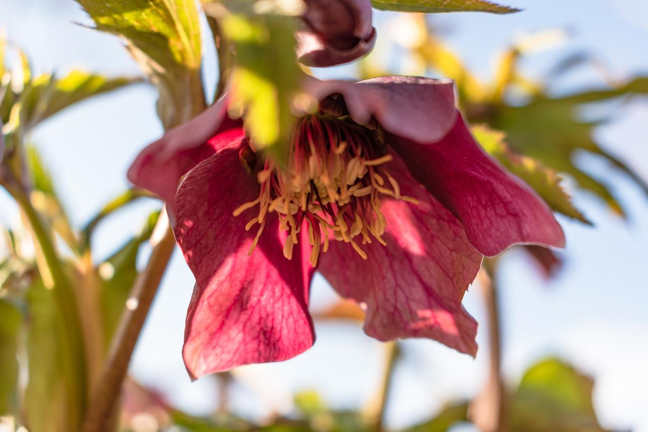 百合花如何繁殖