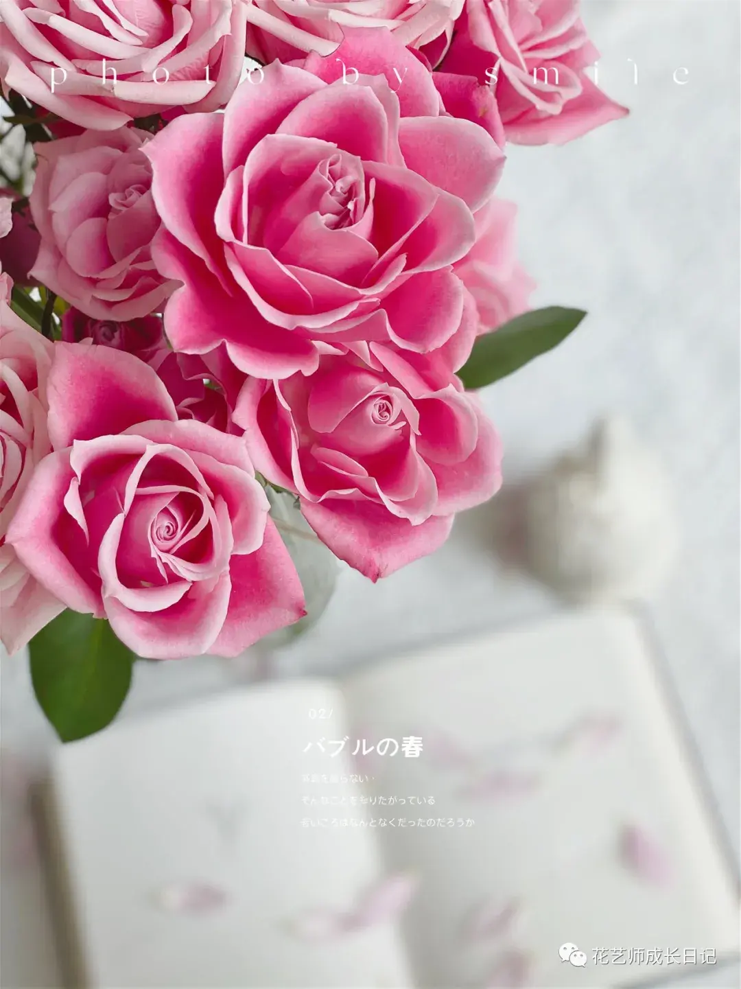 100朵玫瑰vol29泰姬玫瑰深粉与浅粉的交叠簇拥是热烈又温柔的颜色