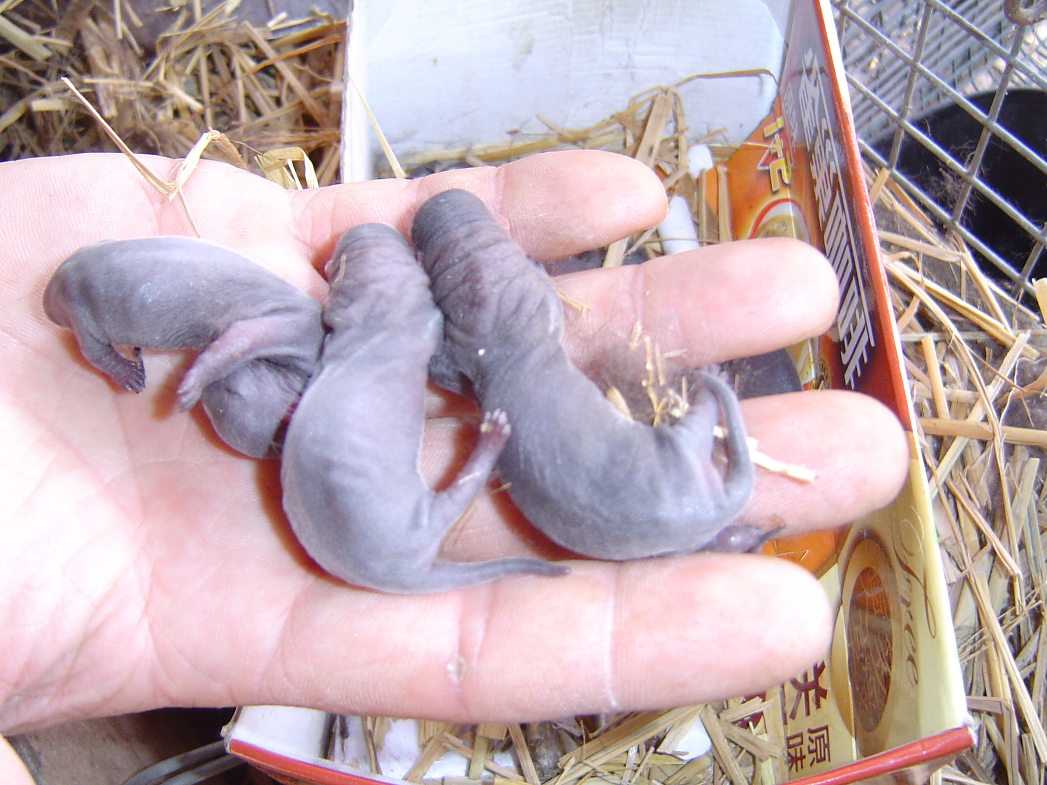 水貂产仔保活技术措施