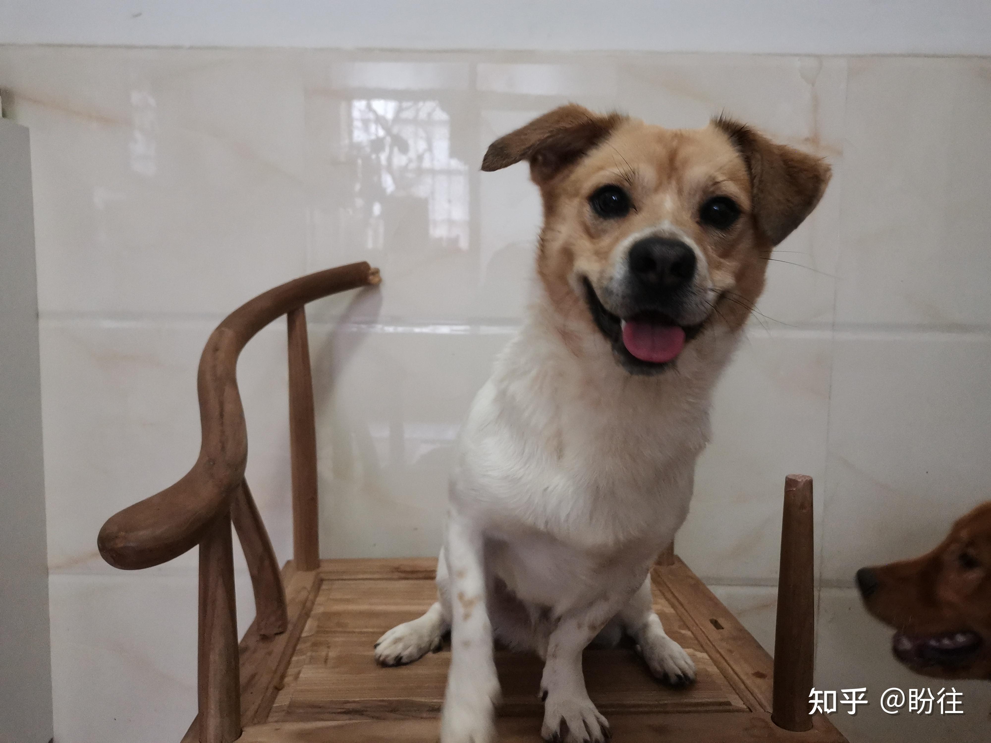 广州番禺大石街道植村丢失棕黑色和白色公中华田园犬