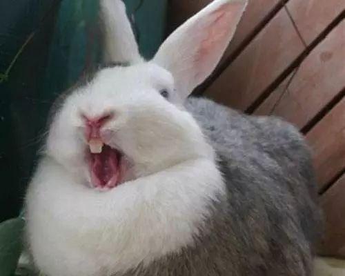 兔子毛球症化毛膏怎么喂