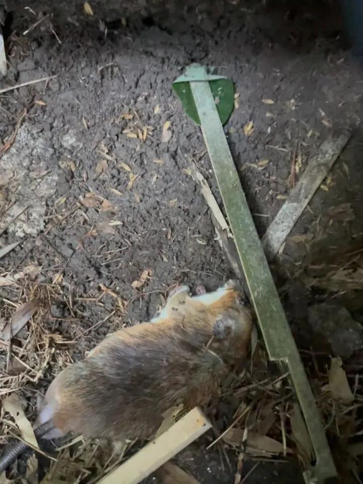 农村生活制作老鼠陷阱