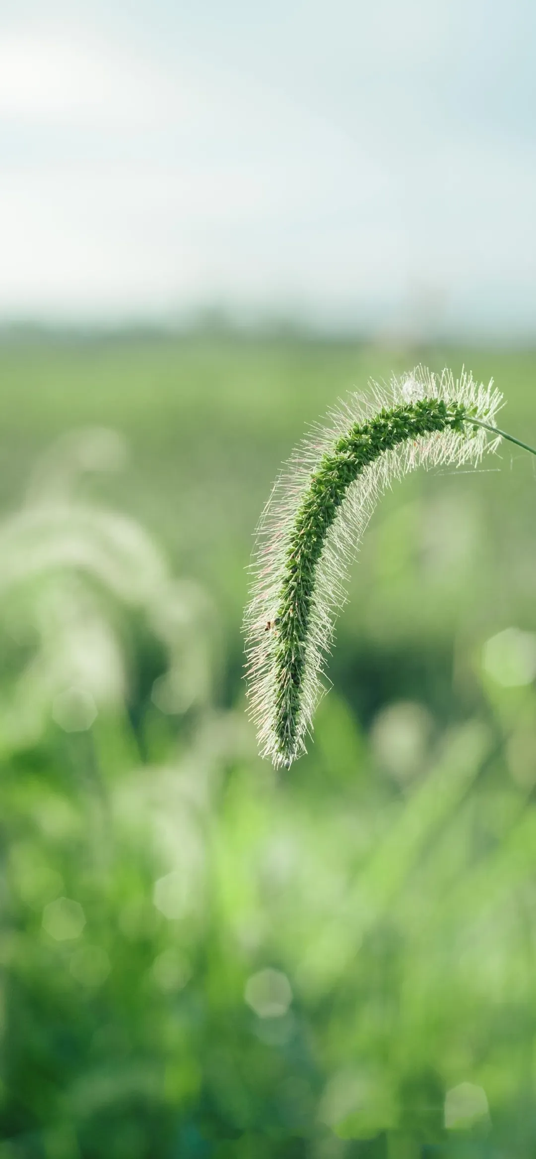 想要一些绿色清新护眼的手机壁纸有吗