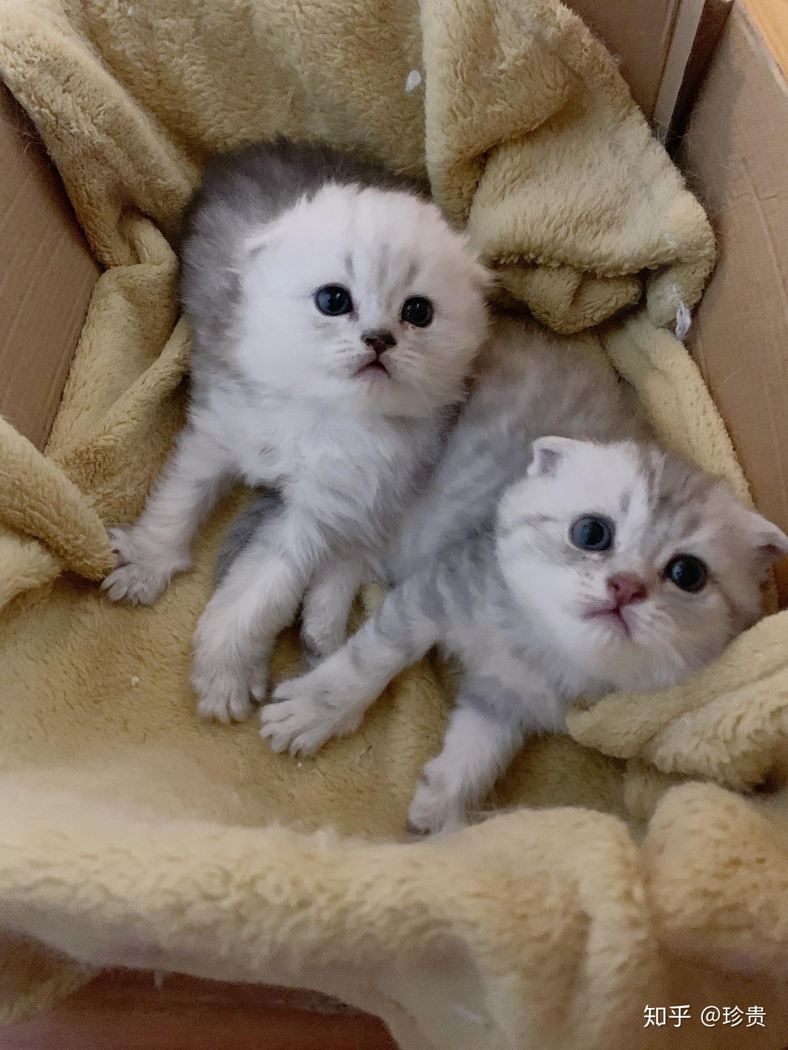 英短蓝白和银渐层可能生出这样的狸猫花色吗? - 知乎