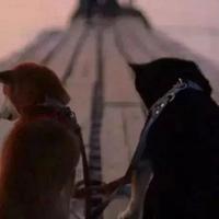 养了11年的柴犬突然抑郁了 背后的故事令人泪目 知乎