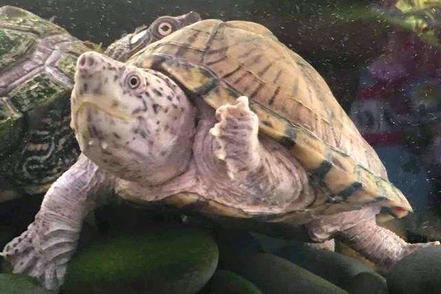 按价格排序常见观赏龟类推荐（水龟篇） - 知乎