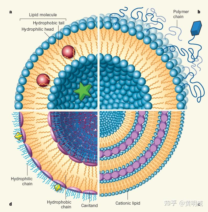 阳离子脂质体介导的转染是目前最常用的转染方式之一.