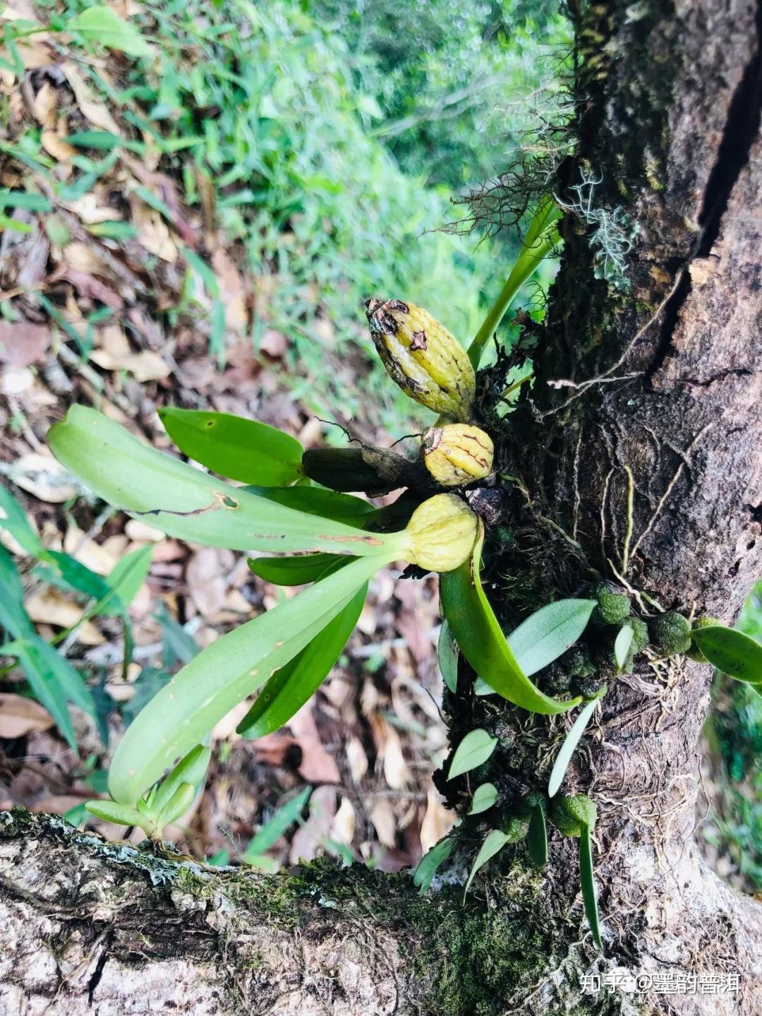 解读 | “古树茶”究竟是怎样的概念? - 知乎