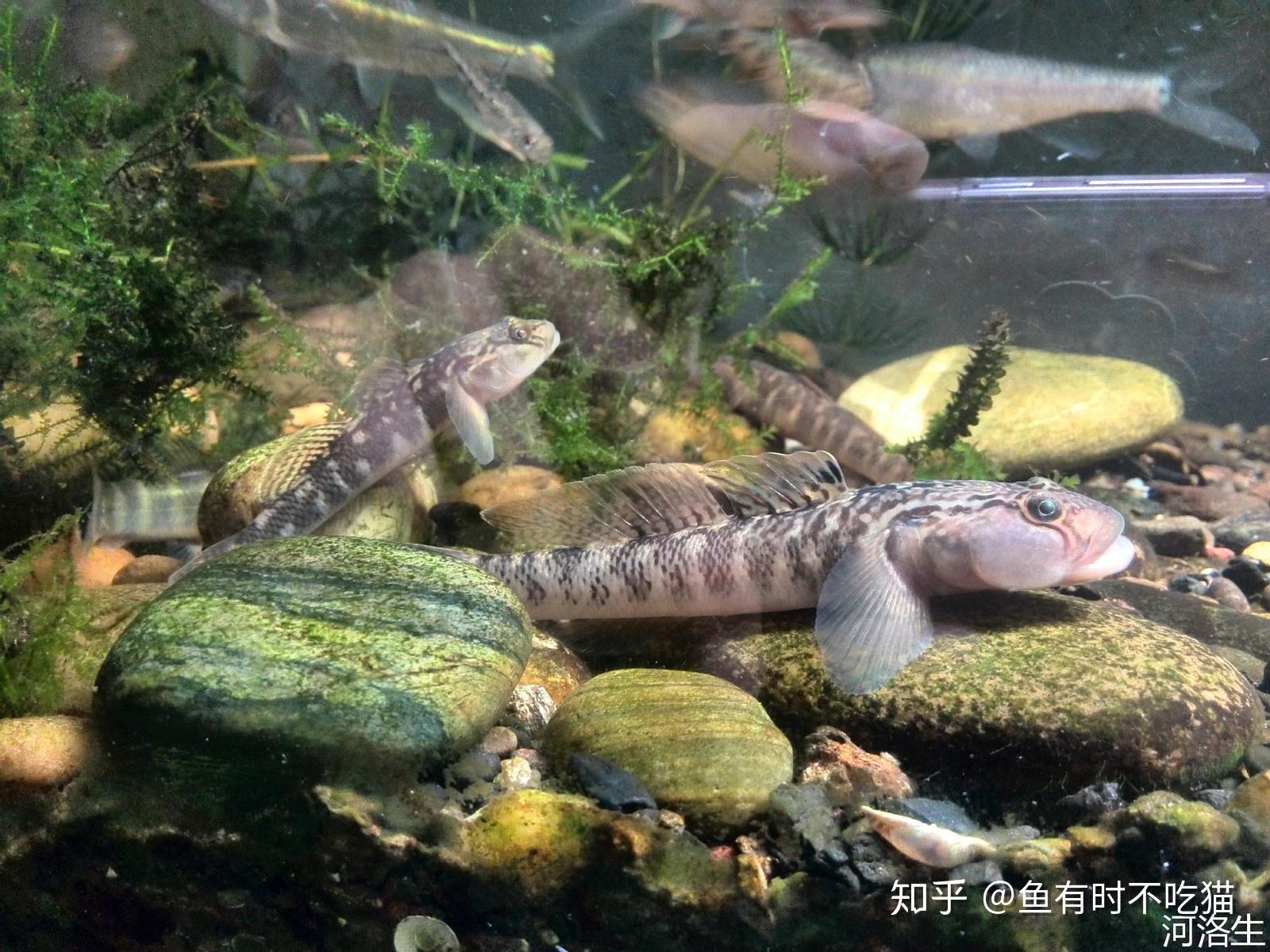 rhinogobius liui chen et wu淡水小型底層魚類,喜棲息於江,河的中游.