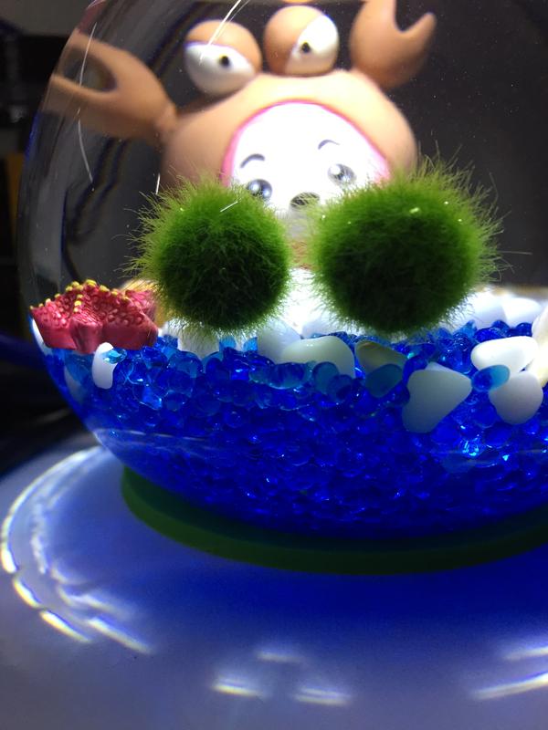 养marimo海藻球是一种怎样的体验?