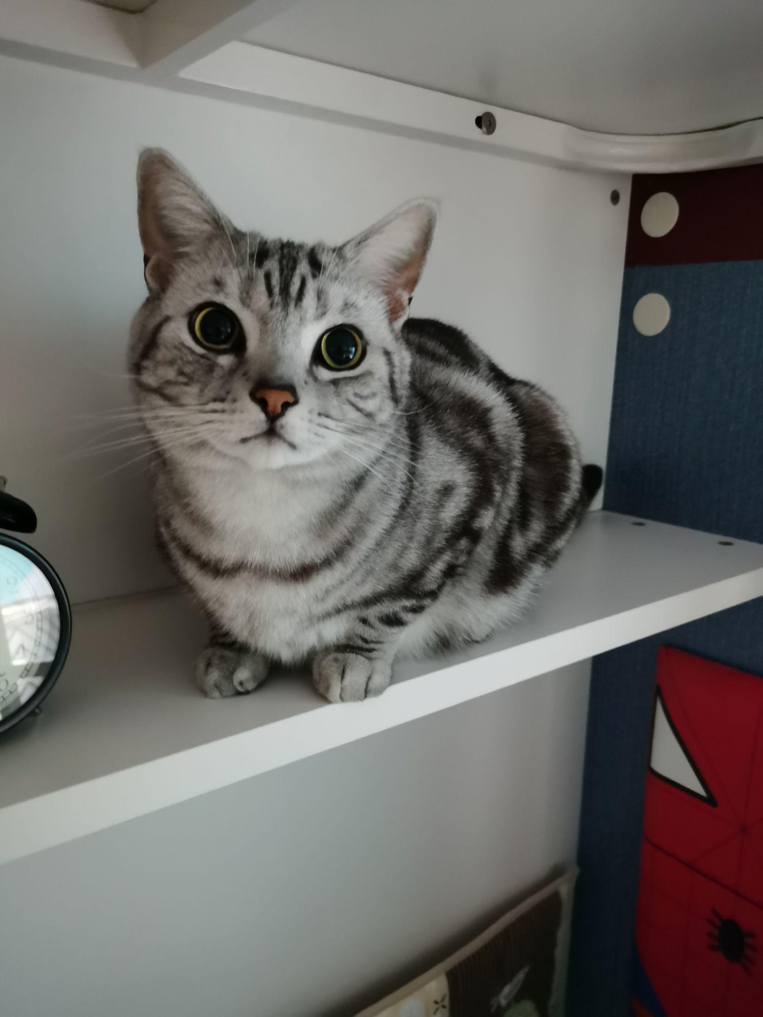 美短银色条纹长什么样子?求图片回答? - 知乎