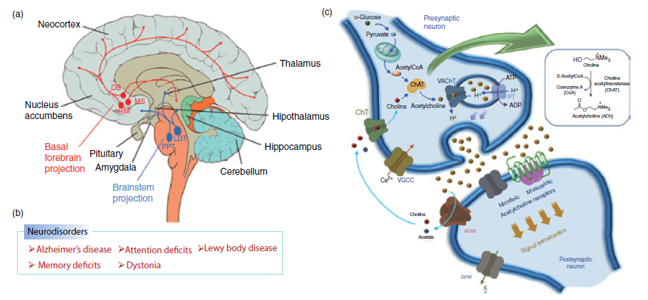 1):(i)大细胞基底前脑(magnocellular basal forebrain)胆