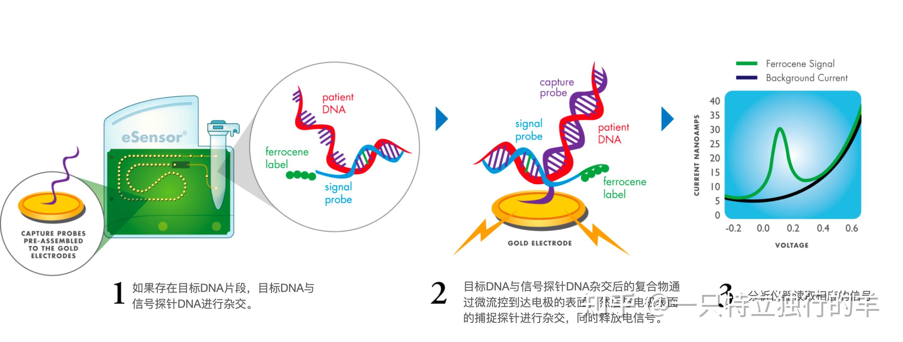 生化诊断,免疫诊断,分子诊断有什么区别?