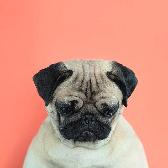 分享一下巴哥犬的表情包呗