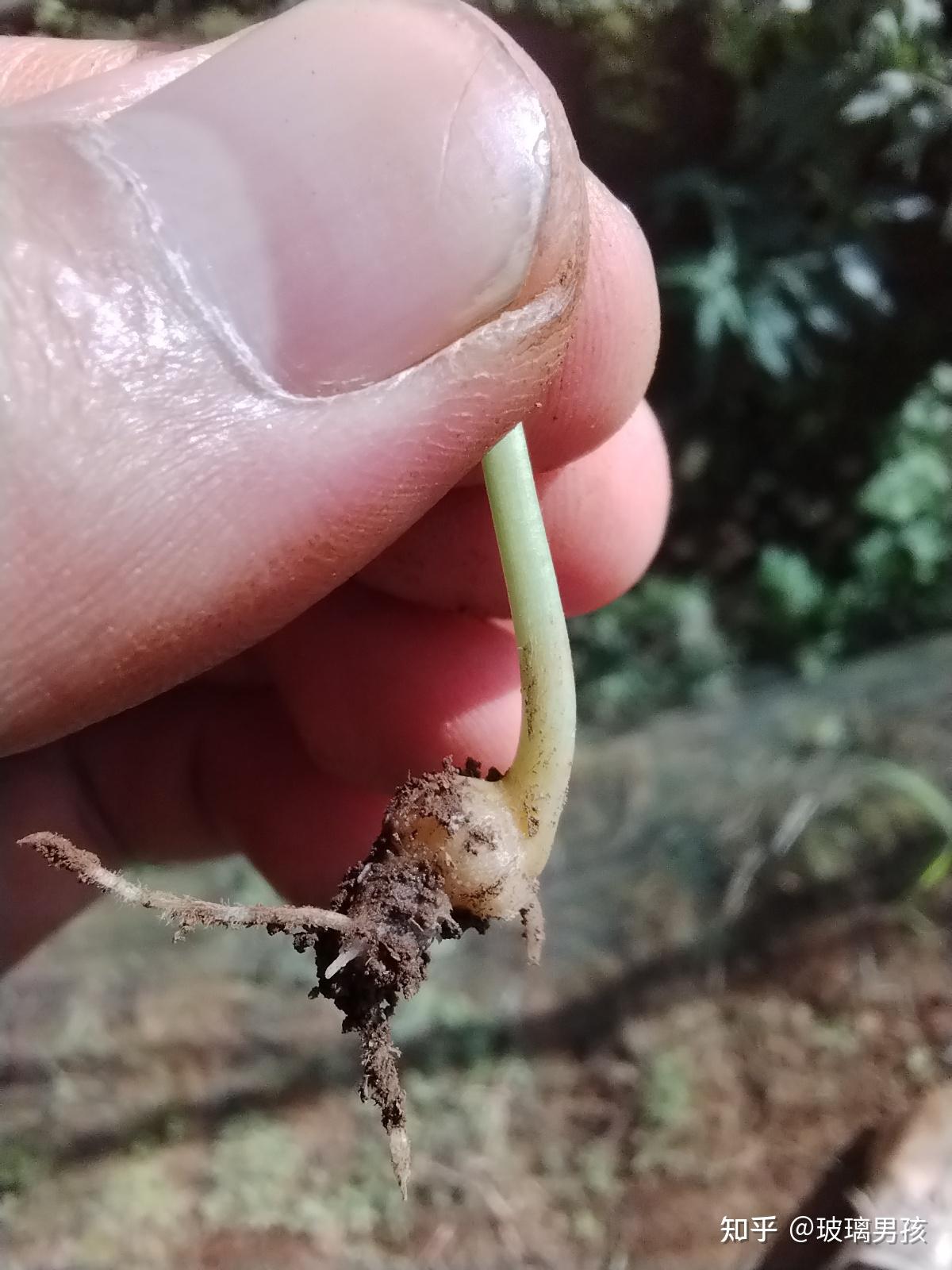 黄精癌症之根腐病 - 知乎