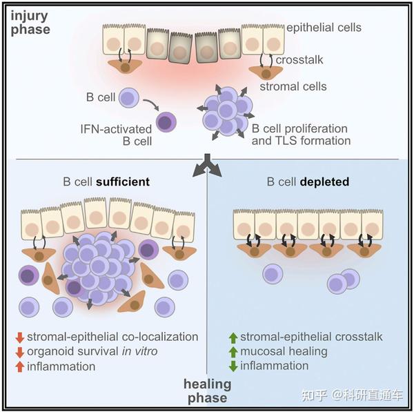 Immunity | B细胞可阻碍肠道修复 - 知乎