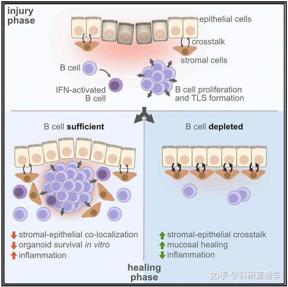 Immunity | B细胞可阻碍肠道修复 - 知乎