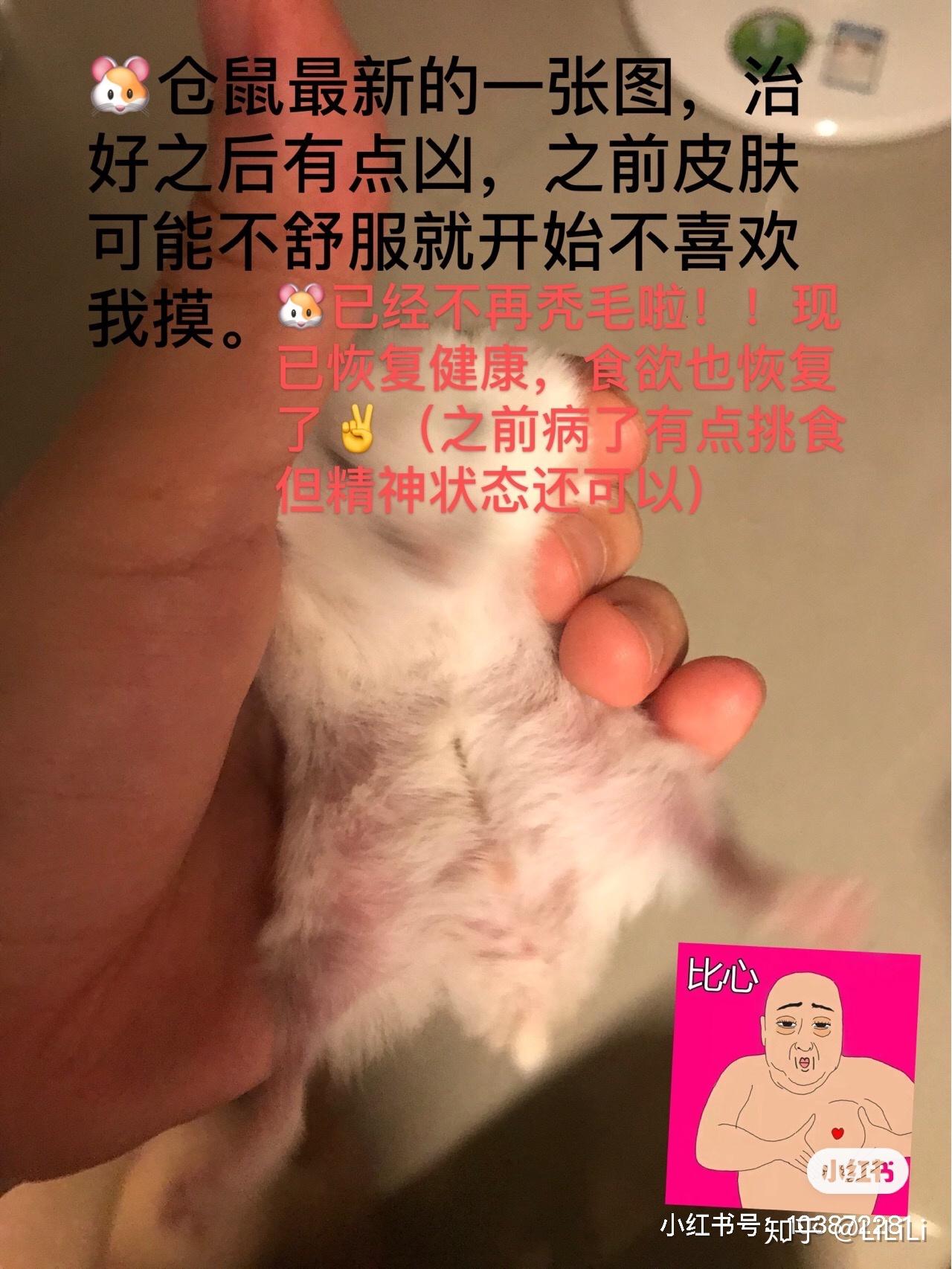 倉鼠皮膚病治療