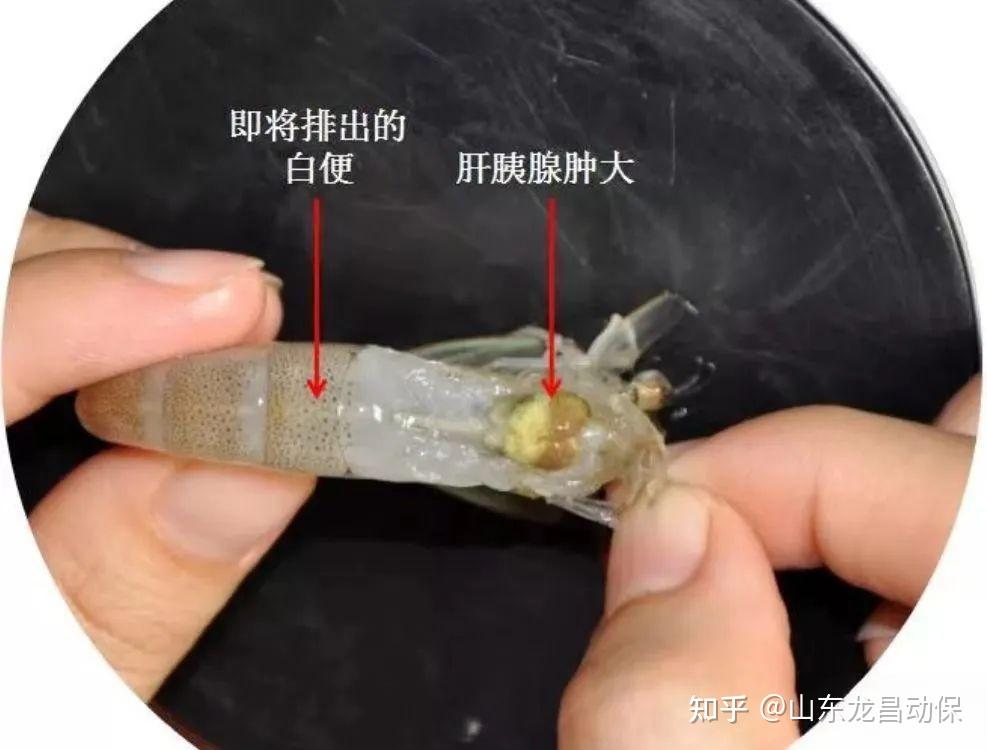 怎么预防治疗南美白对虾的空肠空胃和白便问题?