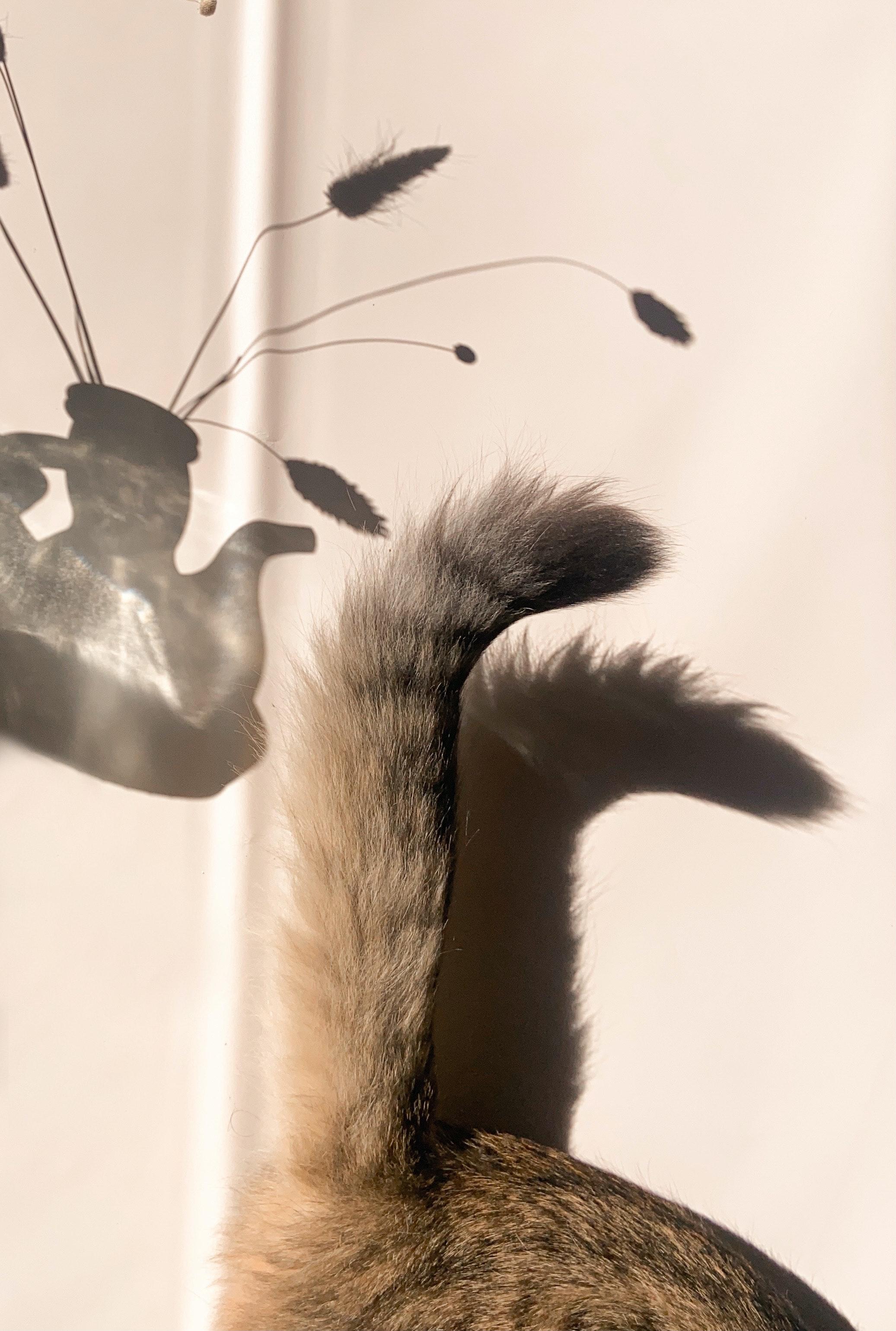 猫是如何用尾巴交流的?