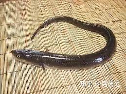 鳗鱼饭之味 知乎