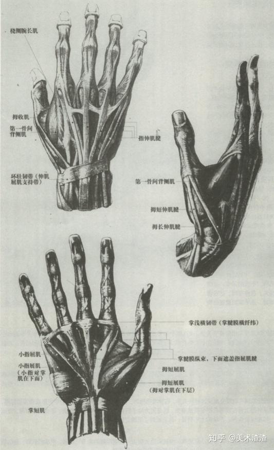 速写局部精讲之手部比例、肌肉、特征解析 - 知乎