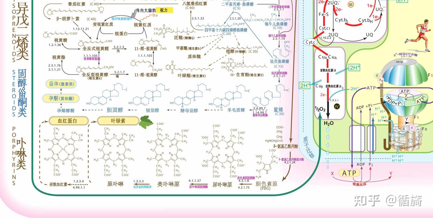 人体脂质合成与降解代谢途径:脂肪酸氧化障碍 (FAOD)疾病 - 知乎