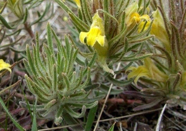 列当科Orobanchaceae:利用他者之营养壮大自身 - 知乎