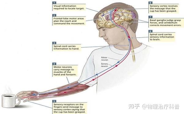 运动系统机制(Motor System Mechanisms) - 知乎