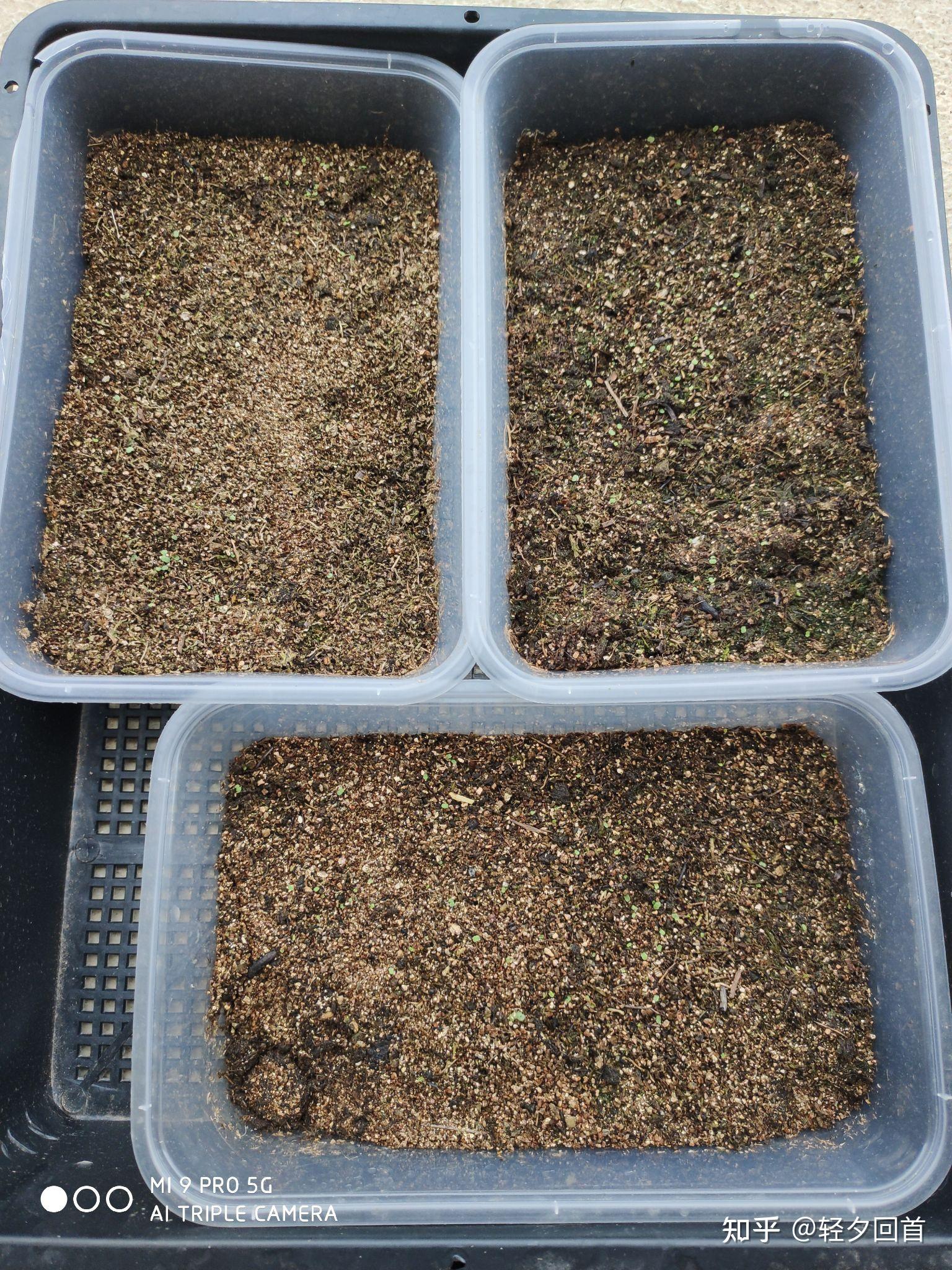 多肉种子最快发芽的是什么? - 知乎