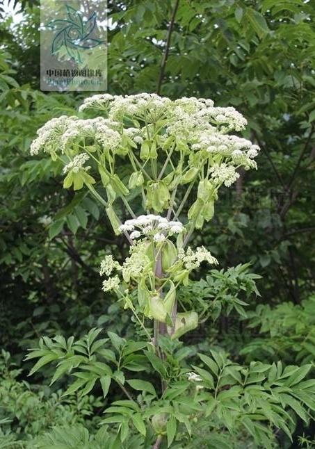 白芷有什么药用功效?