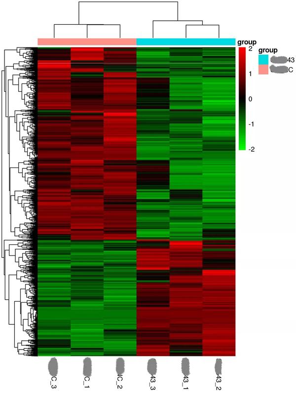 聚类结果用heatmap(热图)进行展示