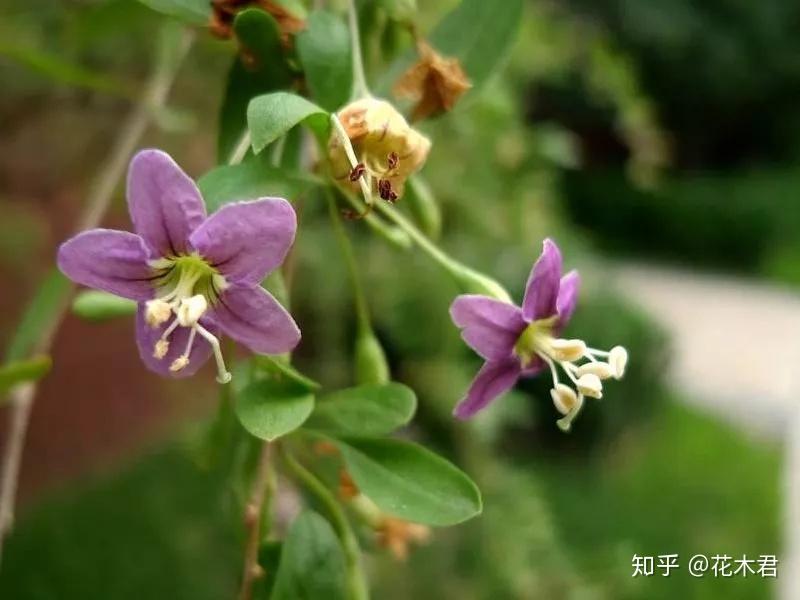 枸杞盆景为何开花多结果少或者开花不结果? - 知乎