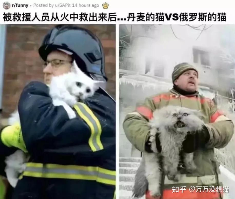 如果发生了火灾,你会选择先救自己的养了很多的年的宠物 还是会救一个孩子呢? - 知乎
