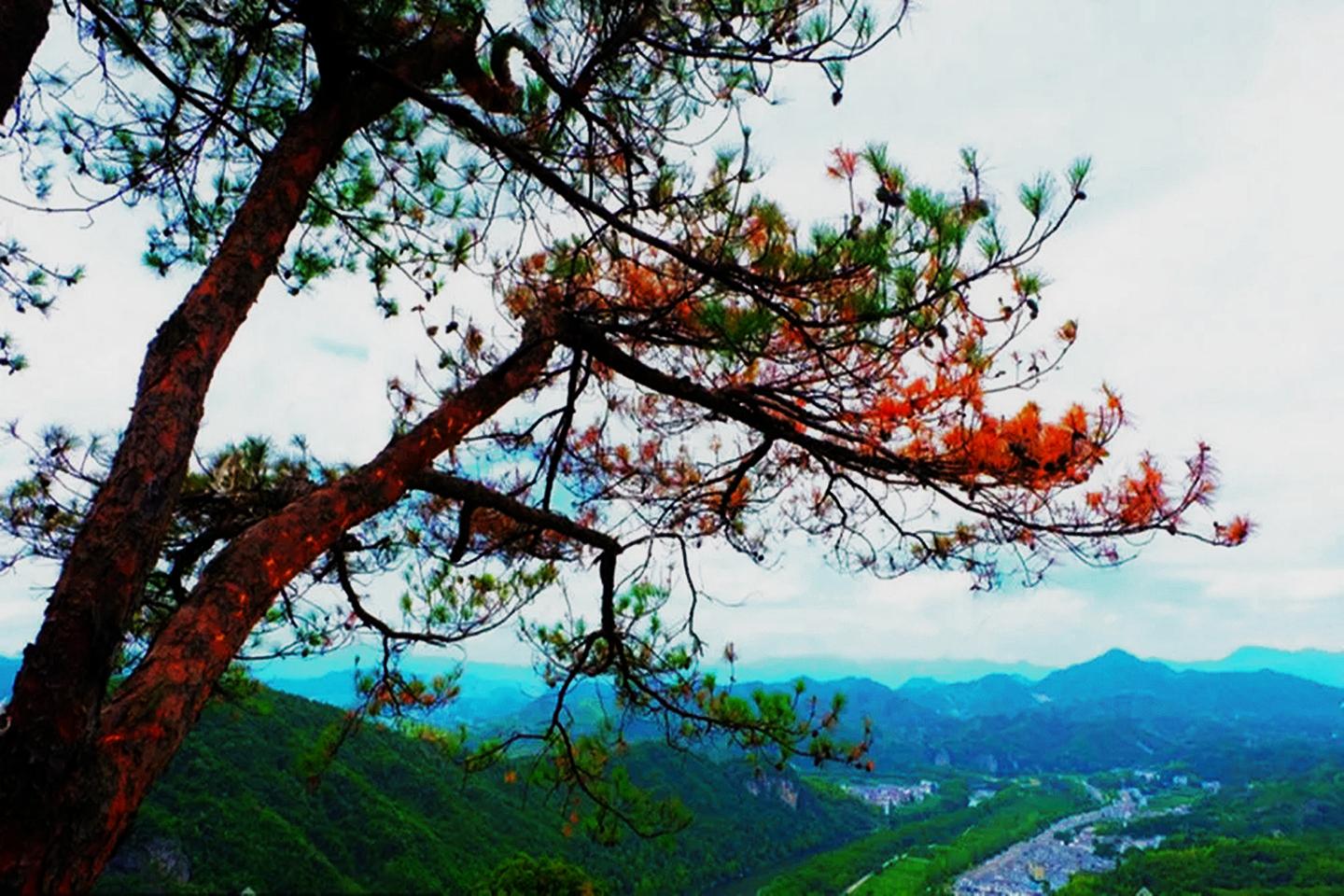 松树变红添美景？“松树癌症”松材线虫病，到底该如何防治？ - 知乎