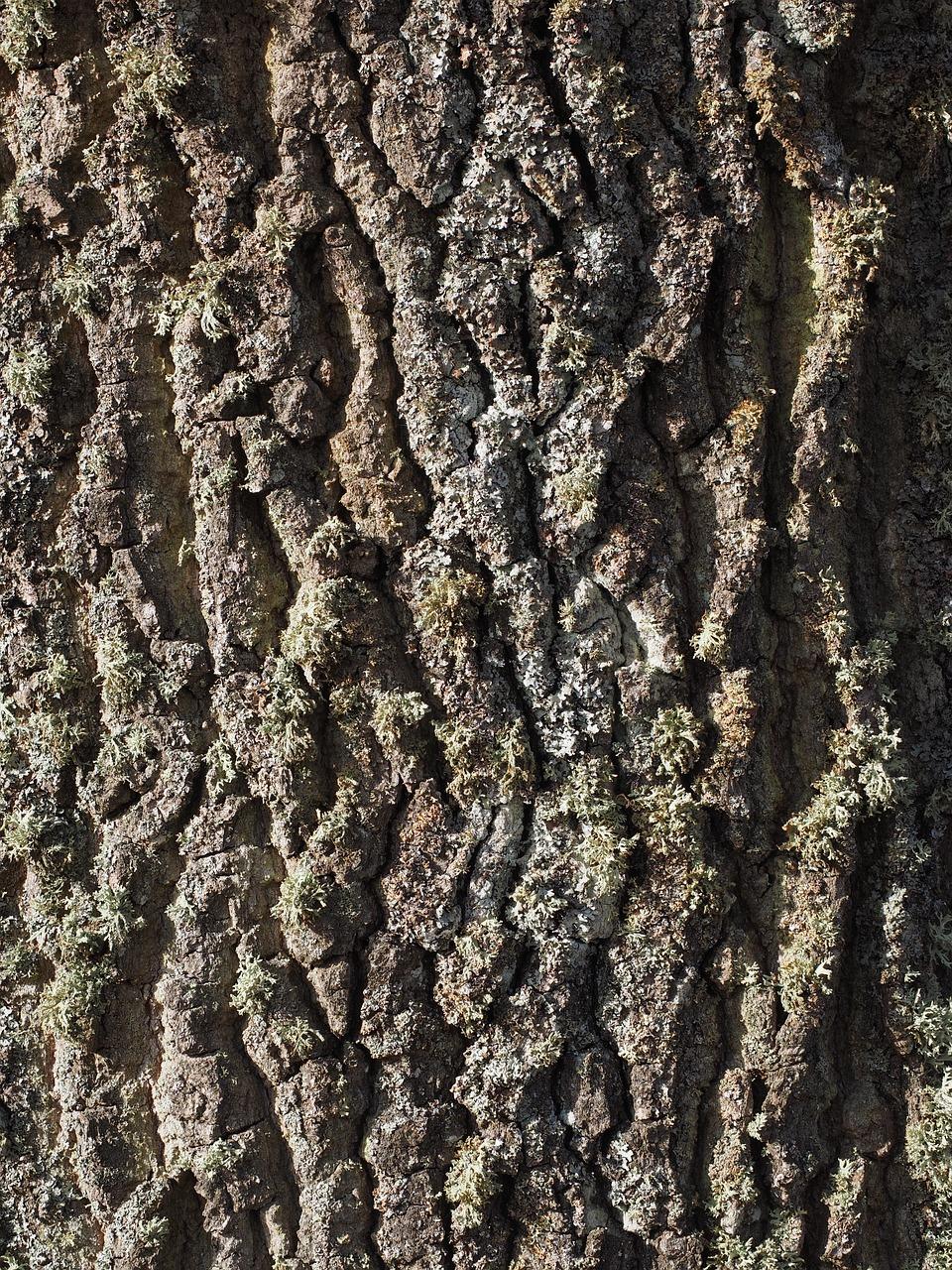 2. 杨树皮能量含量