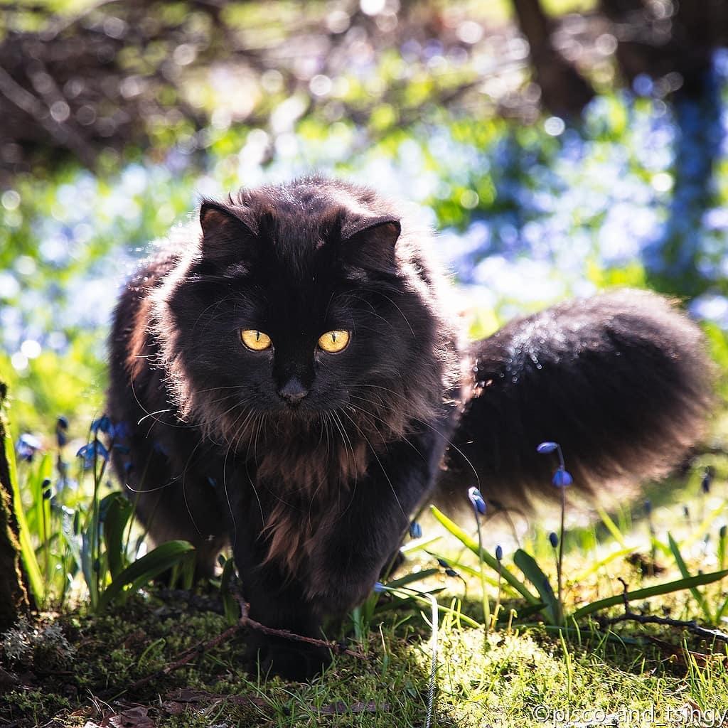 吸猫大会西伯利亚森林猫tsingy