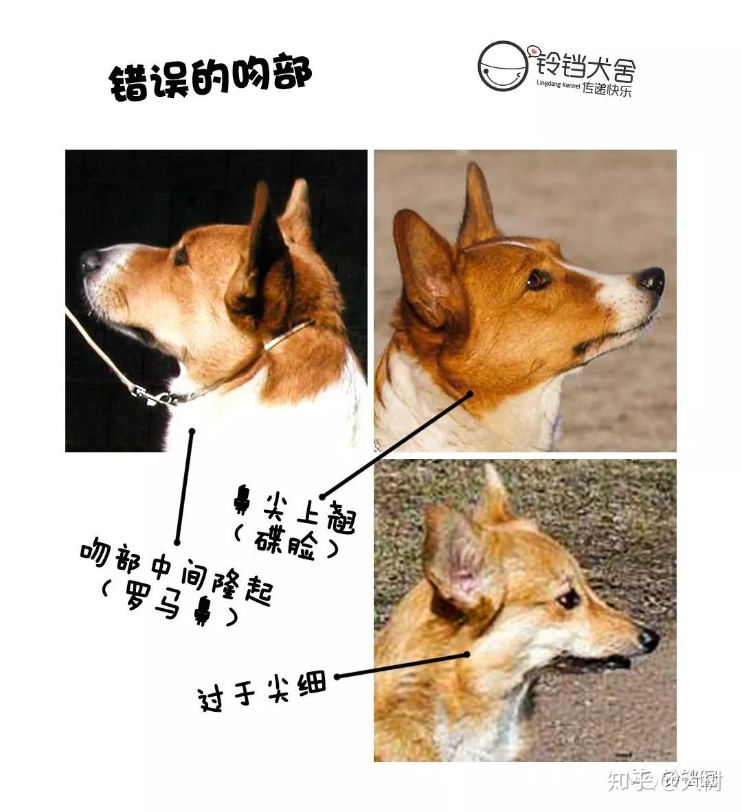 汪指南权威柯基标准头部篇