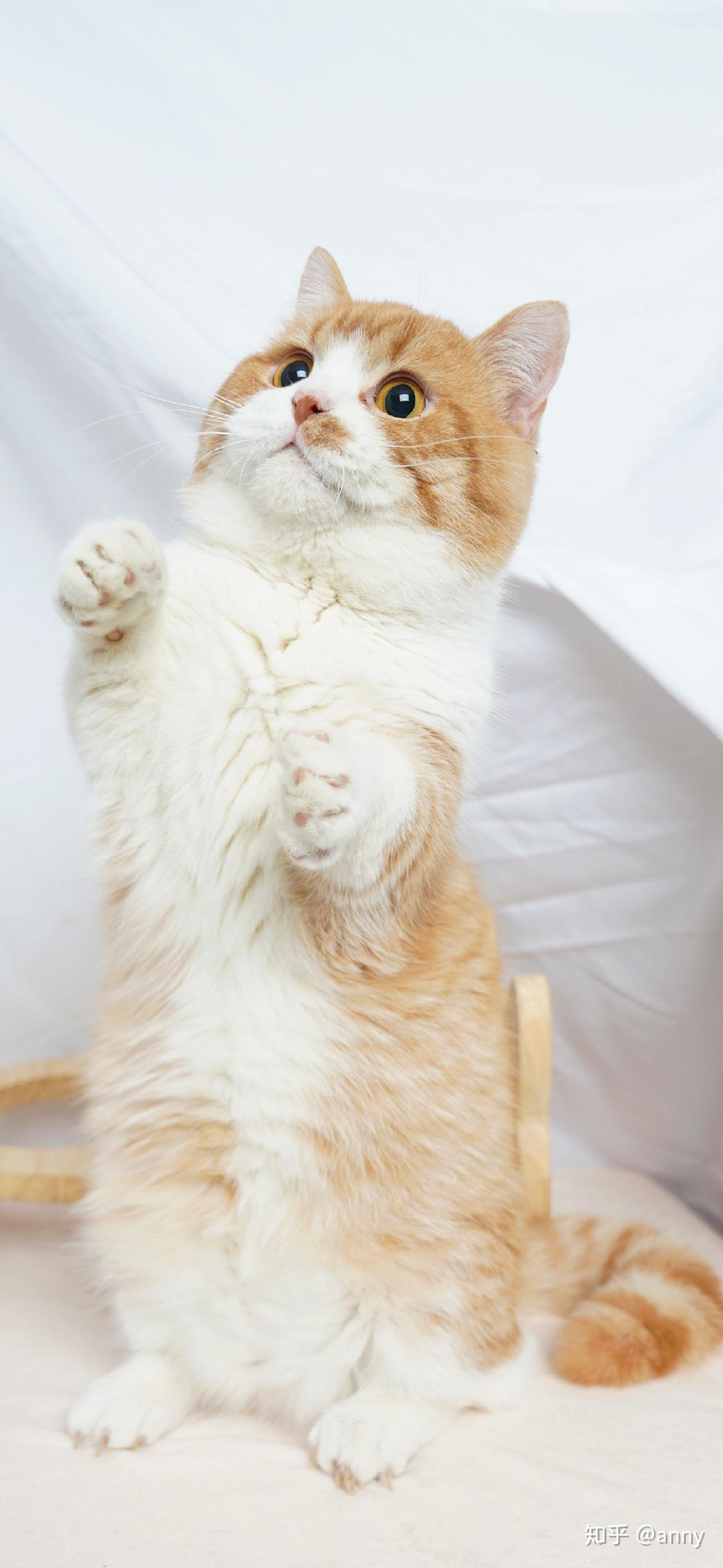 有没有好看的猫咪壁纸或头像? - 知乎