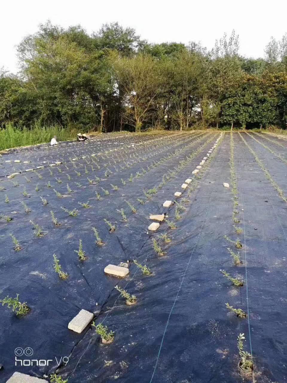 除草布 - 知乎