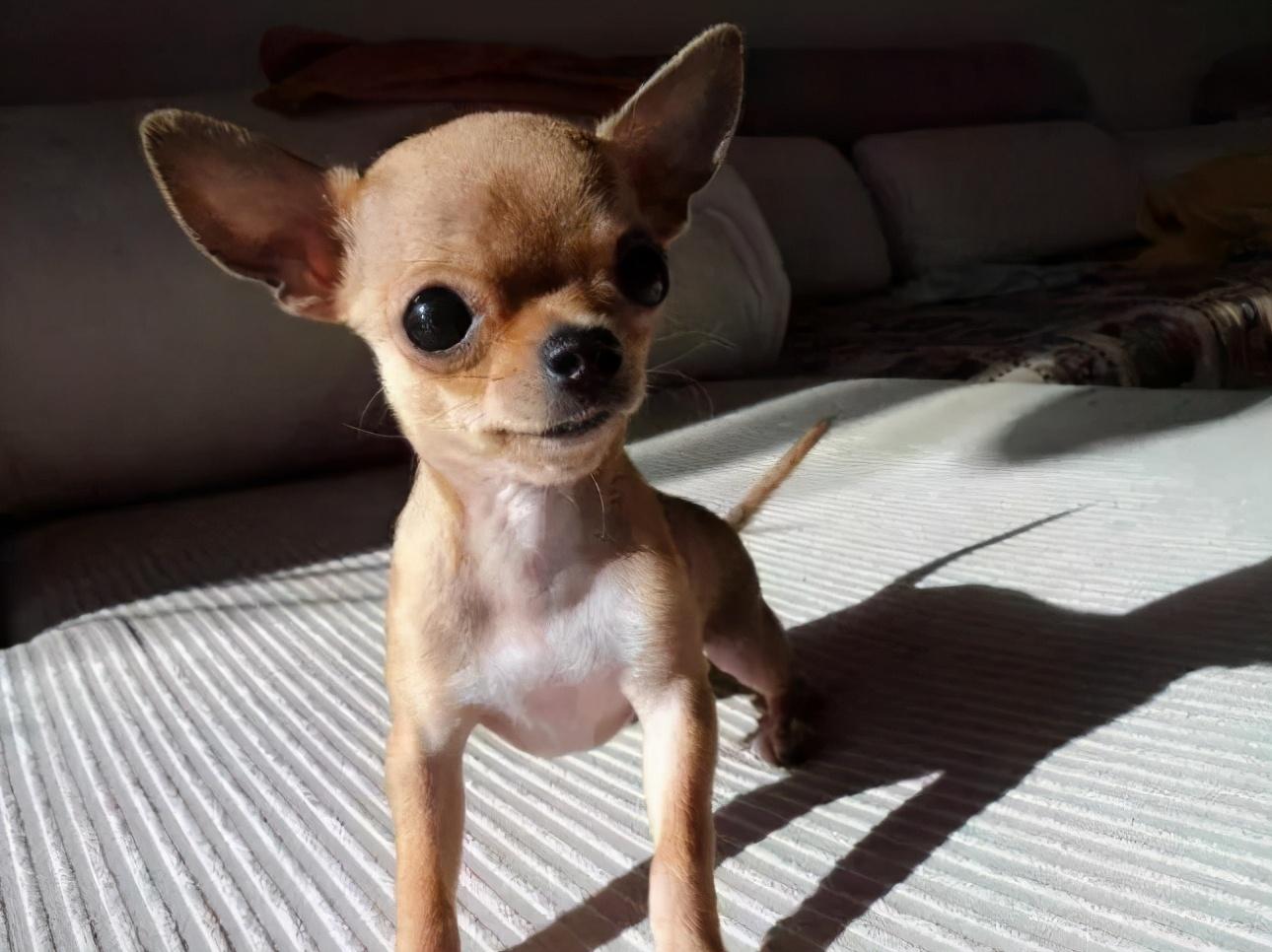 没钱的不建议养这6种狗养了只会让你的生活雪上加霜