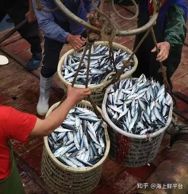 这种鱼,随便一捞就有上万条,却是渔民记忆里最美的味道! - 知乎