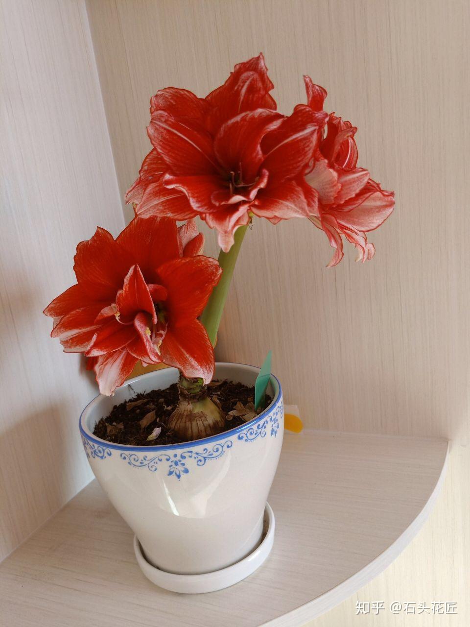 养了2年的朱顶红,满盆"大白根",分株变成500棵,太多了