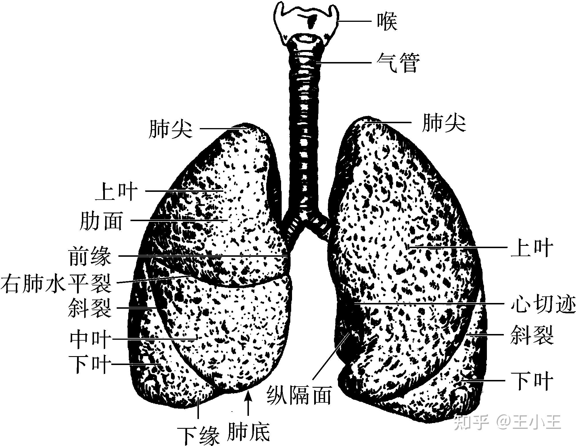 左心右肺图片