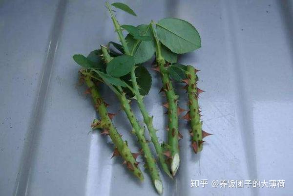如何通过扦插生根繁殖植物 - 知乎
