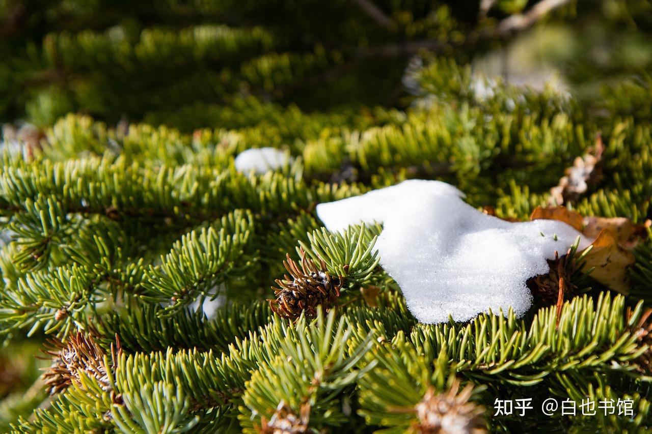 下雪了,快来看看唯美的雪诗 - 知乎