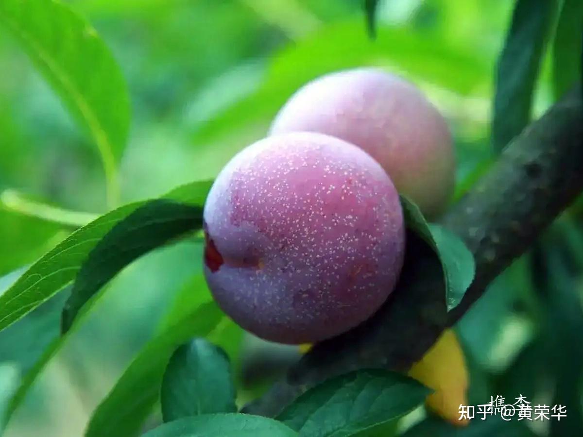 中国传统色彩：殷红 - 知乎