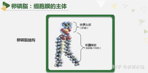 卵磷脂作用（一） - 知乎