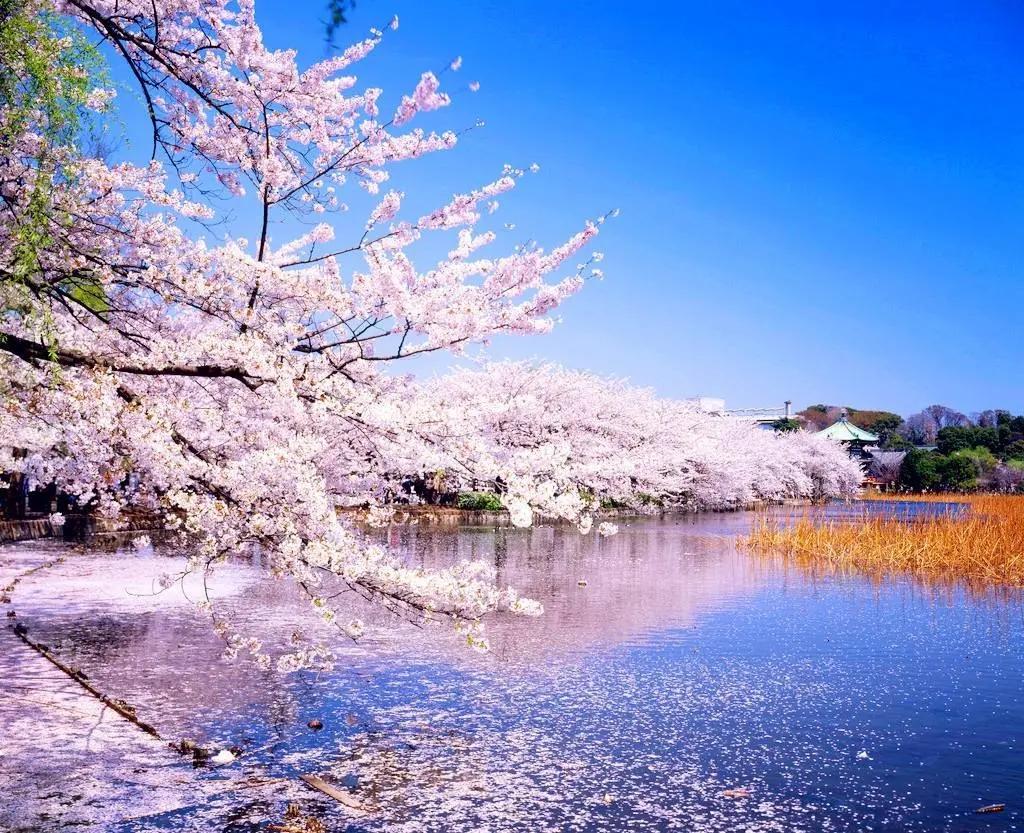 21年日本樱花前线预测发布 又到春暖花开时 让我们相约云赏樱 知乎 21年日本樱花前线预测发布 又到春暖花开时 让我们相约云赏樱 知乎
