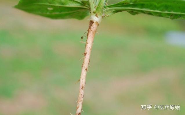 车前草根部图片图片